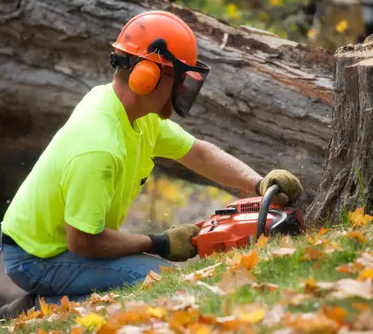 tree services Bel Air North